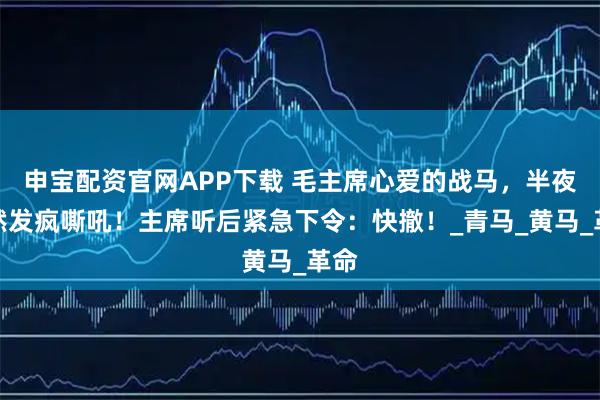 申宝配资官网APP下载 毛主席心爱的战马，半夜突然发疯嘶吼！主席听后紧急下令：快撤！_青马_黄马_革命