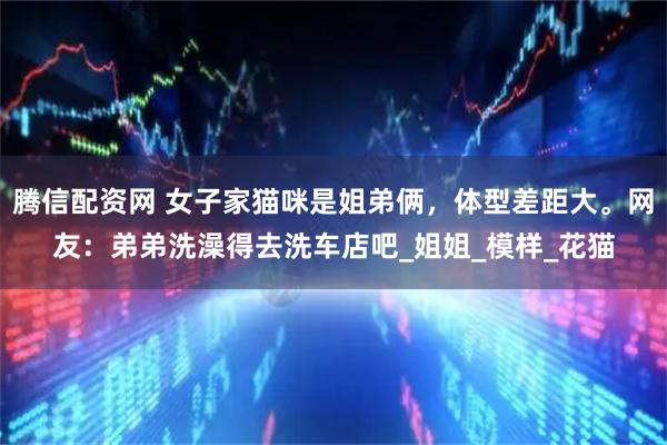 腾信配资网 女子家猫咪是姐弟俩，体型差距大。网友：弟弟洗澡得去洗车店吧_姐姐_模样_花猫